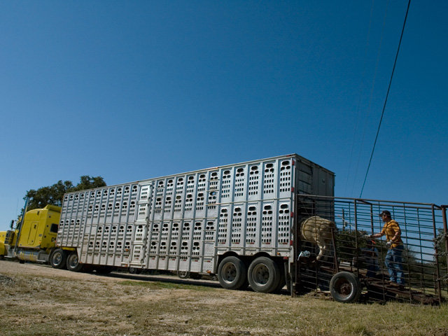 Truckers hauling cattle and hogs are exempt from a new federal rule requiring electronic logging devices on semi-trucks for at least 90 days after the rule takes effect. (DTN file photo) 